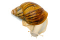 Archachatina marginata ovum typ 1 albino body adult